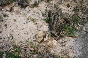 The Role of Environmental Assessments in Land Purchases