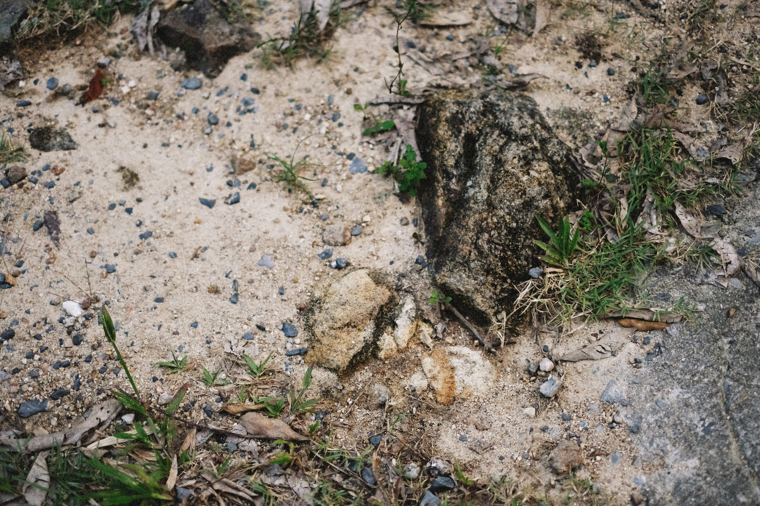 The Role of Environmental Assessments in Land Purchases