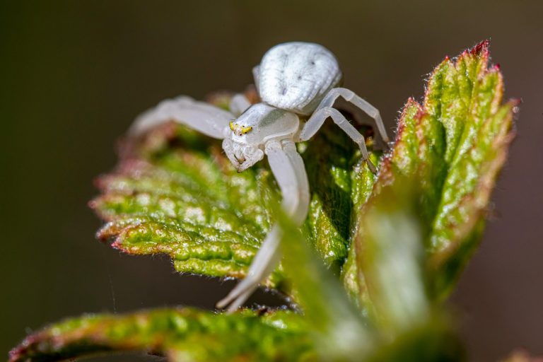 Exploring the Potential of Tiny Homes and Micro-Apartments