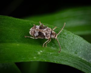 Exploring the World of Accessories: Making a Statement With Details